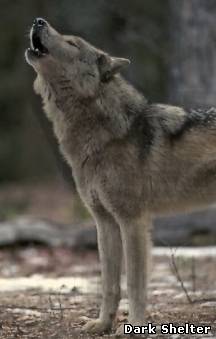 Чоно волк